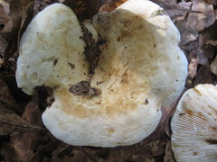 Lactifluus glaucescens