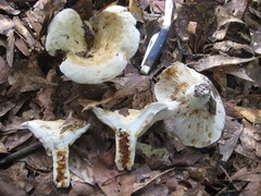Lactifluus glaucescens