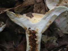 Lactifluus glaucescens