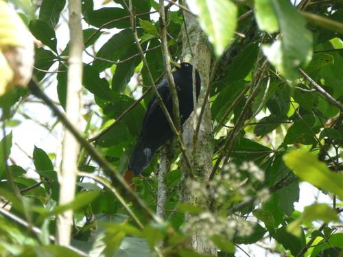 Cacicus chrysonotus