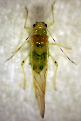 Pterocallis maculatus