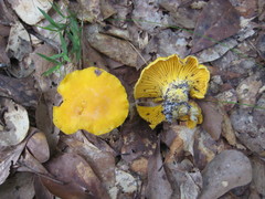 Cantharellus tenuithrix