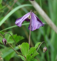 Clematis viticella