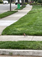 Turdus migratorius