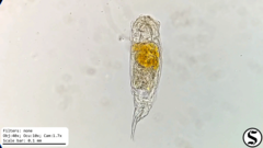 Cephalodella forficula