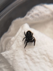 Phidippus borealis