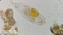 Cephalodella forficula