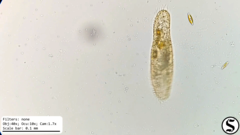Urostylida