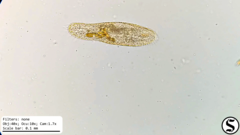 Urostylida