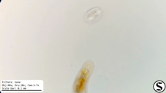 Urostylida