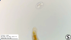 Urostylida