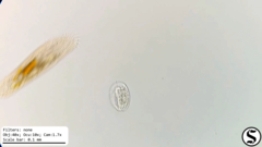 Urostylida