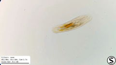 Urostylida