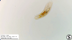 Urostylida