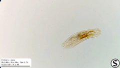 Urostylida