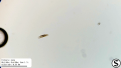 Urostylida