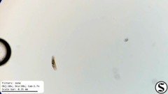 Urostylida