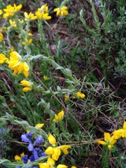 Genista hispanica hispanica