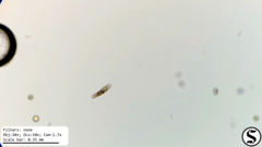 Urostylida
