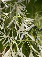 Chionanthus
