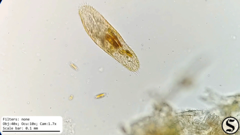 Urostylida