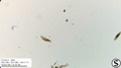 Urostylida