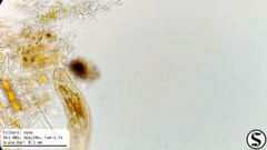 Urostylida