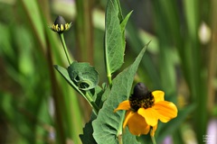 Rudbeckia amplexicaulis