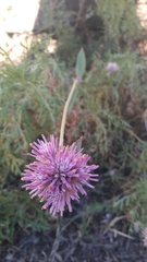 Gomphrena pulchella