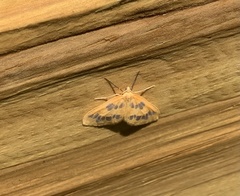 Eubaphe
