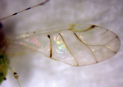 Pterocallis maculatus