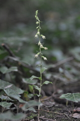 Epipactis albensis