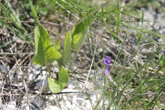 Viola ambigua