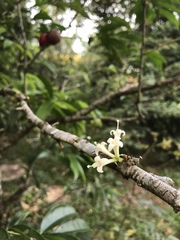 Phaleria