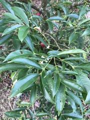 Phaleria