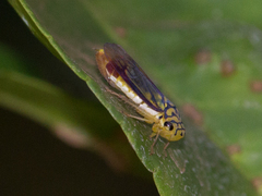 Dilobopterus costalimai