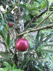 Phaleria