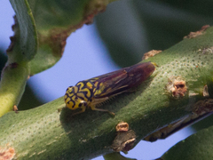 Dilobopterus costalimai