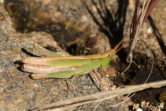 Allotruxalis gracilis