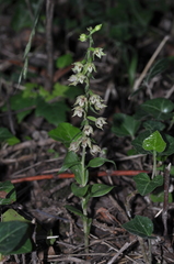 Epipactis albensis