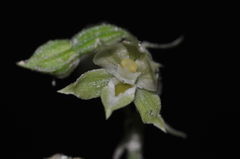 Epipactis albensis