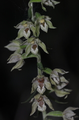 Epipactis albensis