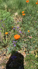 Eschscholzia californica