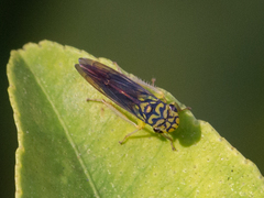 Dilobopterus costalimai