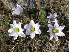 Pulsatilla tenuiloba
