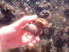 Neptunea decemcostata