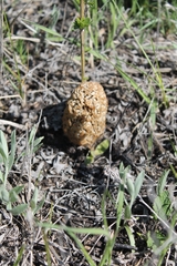 Morchella steppicola