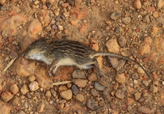 Lemniscomys striatus