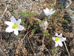Pulsatilla tenuiloba