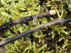 Psilachnum inquilinum